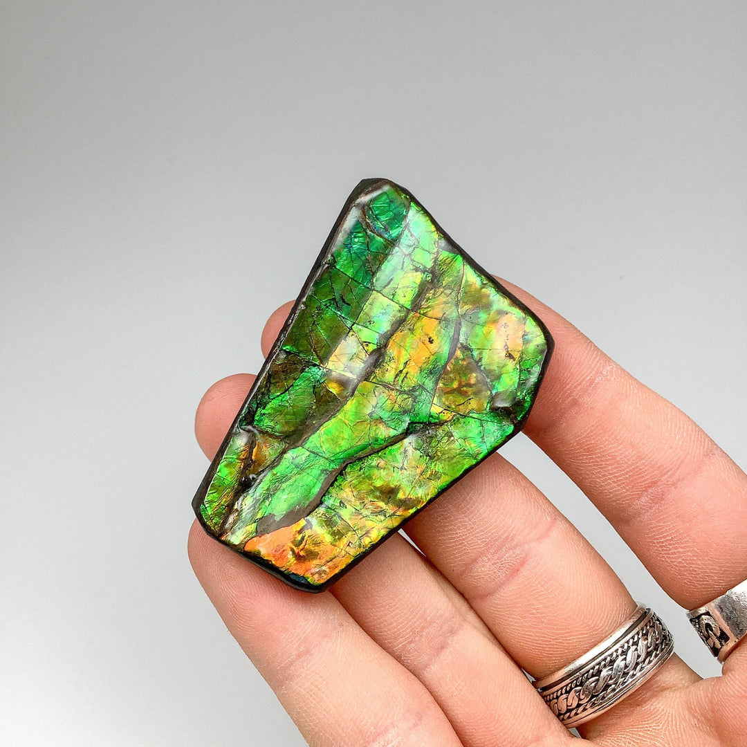 Ammolite Specimen - Rocks and Gems Canada