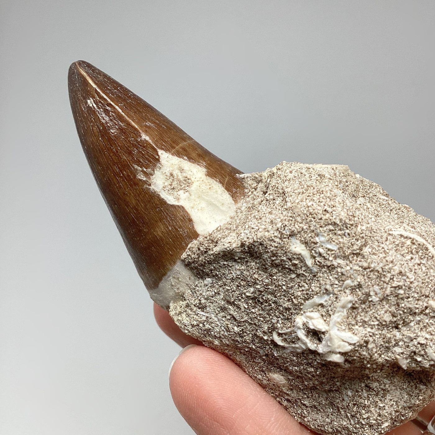 Fossilized Mosasaur Tooth Specimen in Matrix