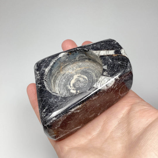 Fossilized Orthoceras Candle Holder - Rocks and Gems Canada