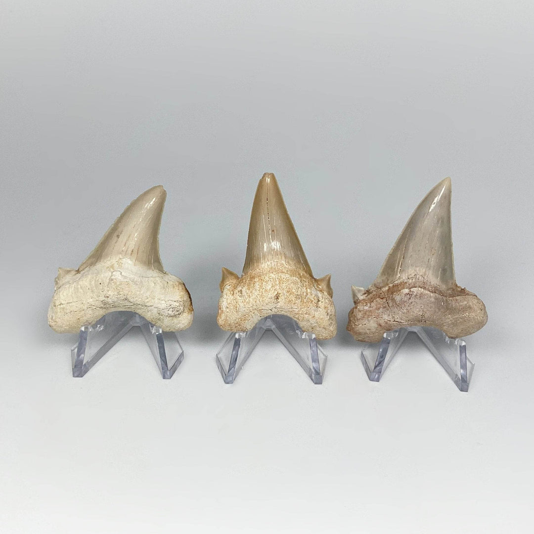 Fossilized Otodus/Lamna Shark Tooth Specimen - Rocks and Gems Canada