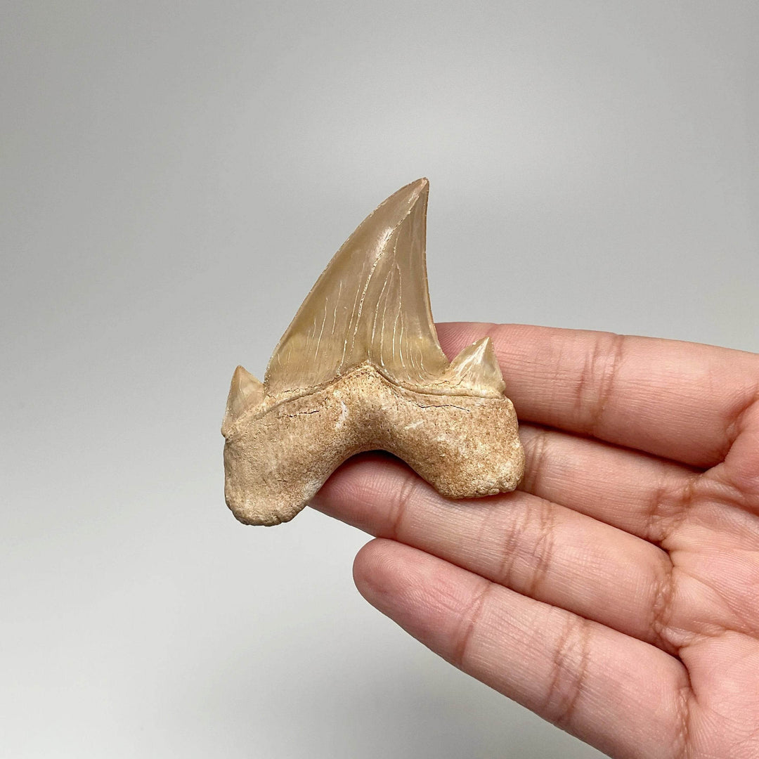 Fossilized Otodus/Lamna Shark Tooth Specimen - Rocks and Gems Canada