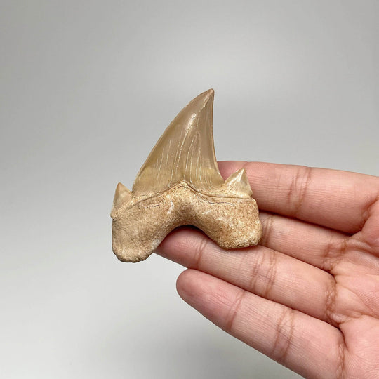Fossilized Otodus/Lamna Shark Tooth Specimen - Rocks and Gems Canada