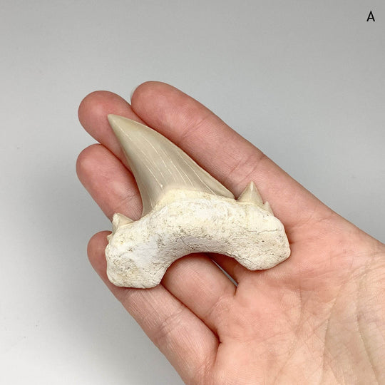 Fossilized Otodus/Lamna Shark Tooth Specimen - Rocks and Gems Canada