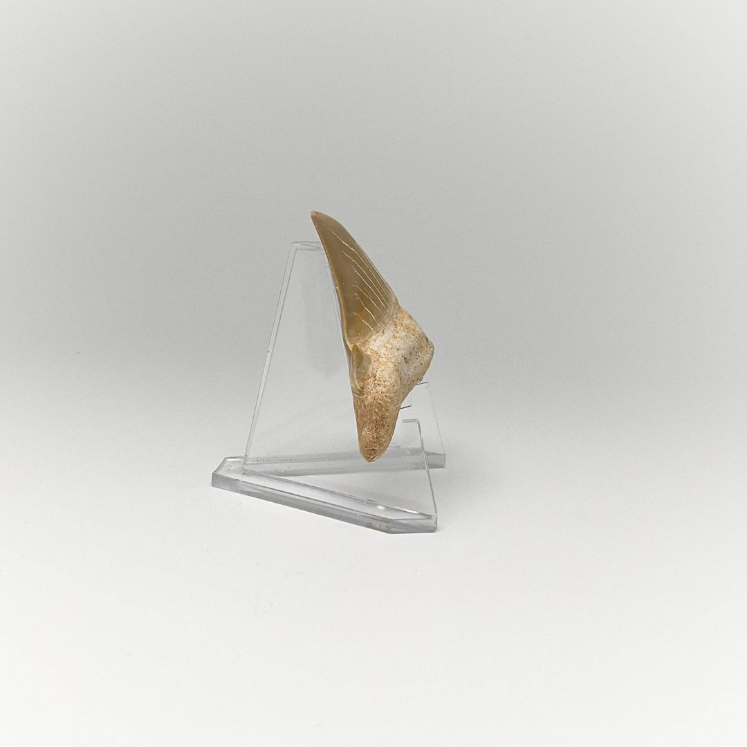 Fossilized Otodus/Lamna Shark Tooth Specimen - Rocks and Gems Canada