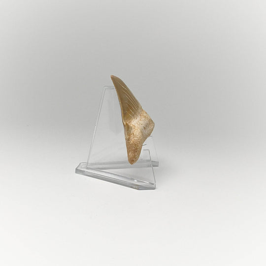 Fossilized Otodus/Lamna Shark Tooth Specimen - Rocks and Gems Canada