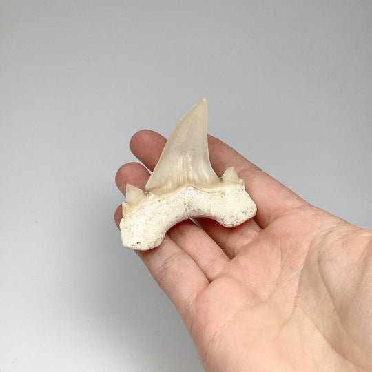 Fossilized Otodus/Lamna Shark Tooth Specimen - Rocks and Gems Canada