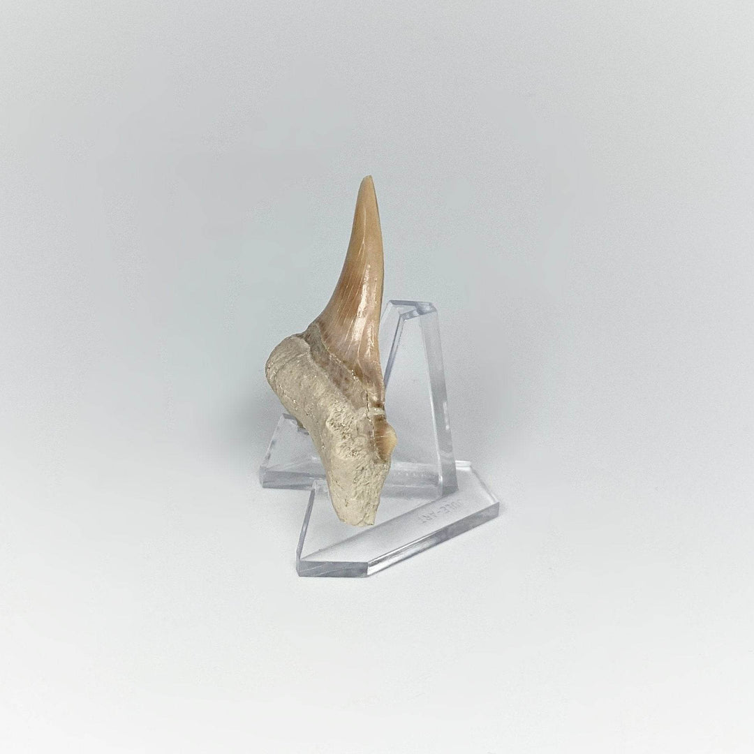 Fossilized Otodus/Lamna Shark Tooth Specimen - Rocks and Gems Canada