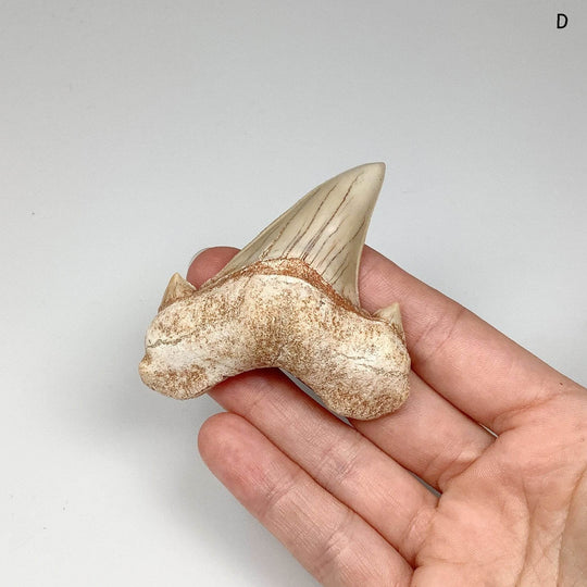 Fossilized Otodus/Lamna Shark Tooth Specimen - Rocks and Gems Canada
