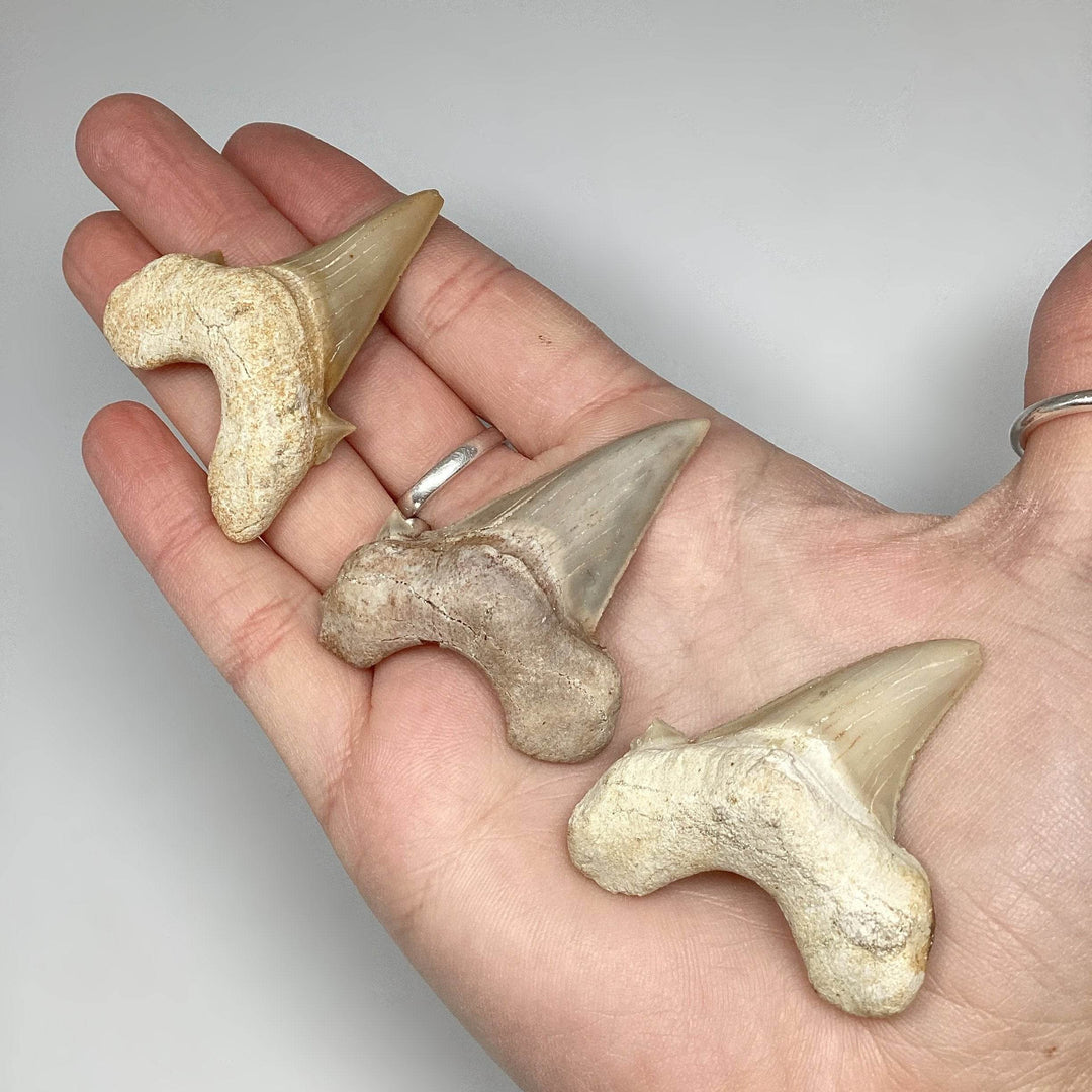 Fossilized Otodus/Lamna Shark Tooth Specimen - Rocks and Gems Canada