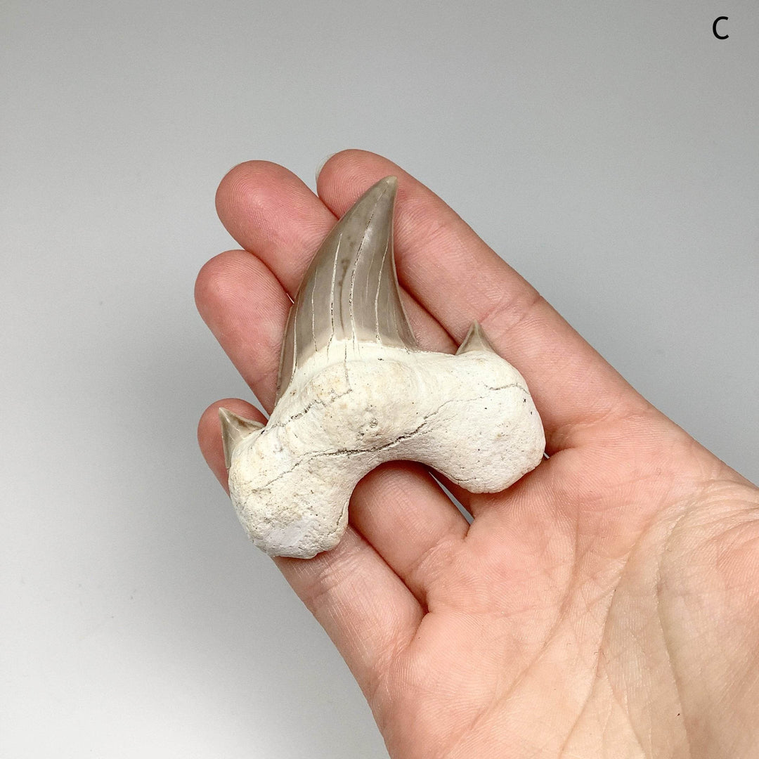 Fossilized Otodus/Lamna Shark Tooth Specimen - Rocks and Gems Canada