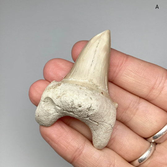 Fossilized Otodus/Lamna Shark Tooth Specimen - Rocks and Gems Canada