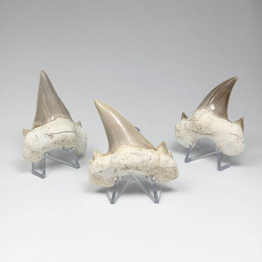 Fossilized Otodus/Lamna Shark Tooth Specimen - Rocks and Gems Canada