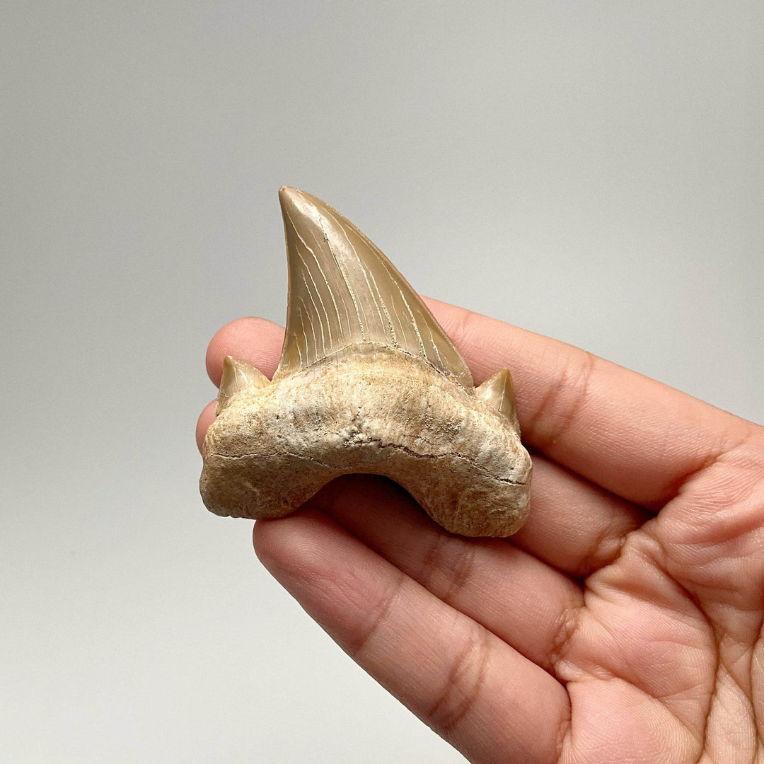 Fossilized Otodus/Lamna Shark Tooth Specimen - Rocks and Gems Canada