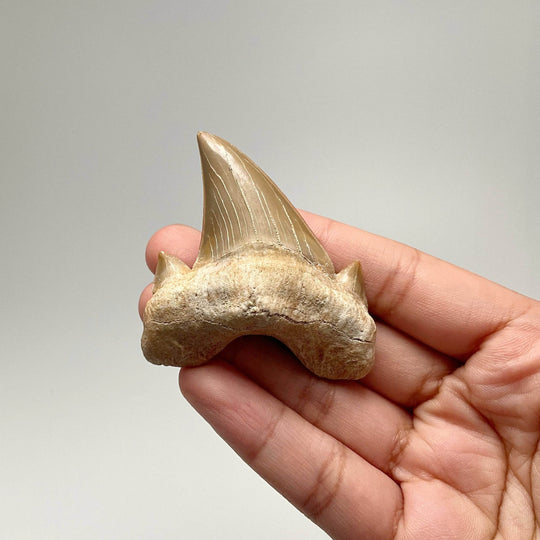 Fossilized Otodus/Lamna Shark Tooth Specimen - Rocks and Gems Canada