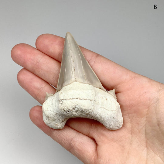 Fossilized Otodus/Lamna Shark Tooth Specimen - Rocks and Gems Canada