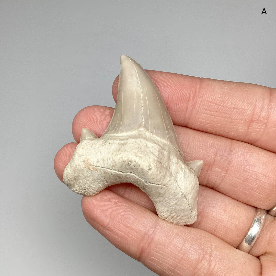 Fossilized Otodus/Lamna Shark Tooth Specimen - Rocks and Gems Canada