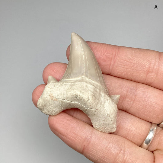 Fossilized Otodus/Lamna Shark Tooth Specimen - Rocks and Gems Canada