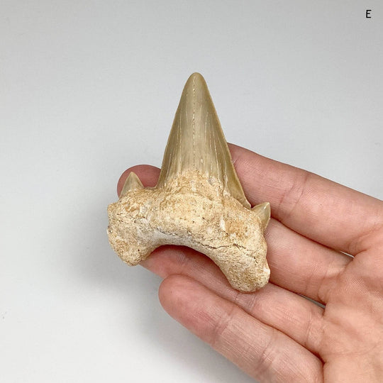 Fossilized Otodus/Lamna Shark Tooth Specimen - Rocks and Gems Canada