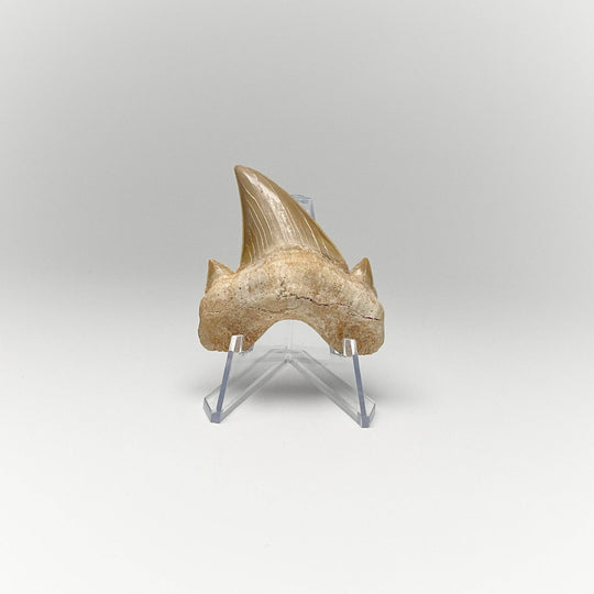 Fossilized Otodus/Lamna Shark Tooth Specimen - Rocks and Gems Canada