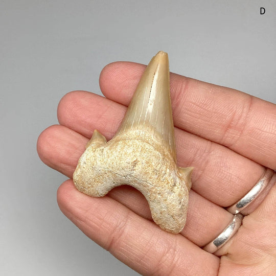 Fossilized Otodus/Lamna Shark Tooth Specimen - Rocks and Gems Canada