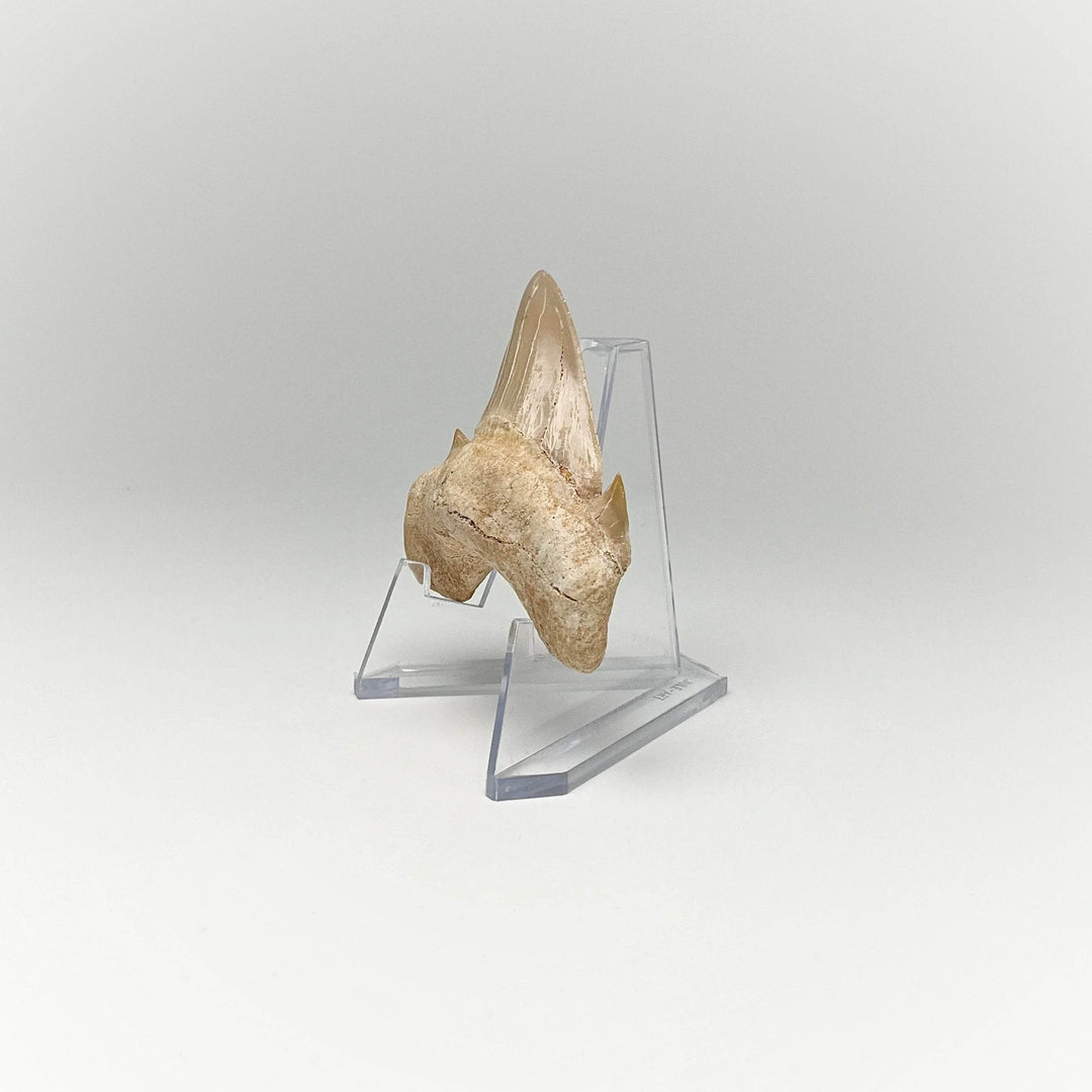 Fossilized Otodus/Lamna Shark Tooth Specimen - Rocks and Gems Canada