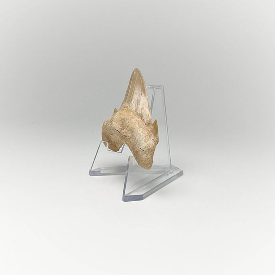 Fossilized Otodus/Lamna Shark Tooth Specimen - Rocks and Gems Canada