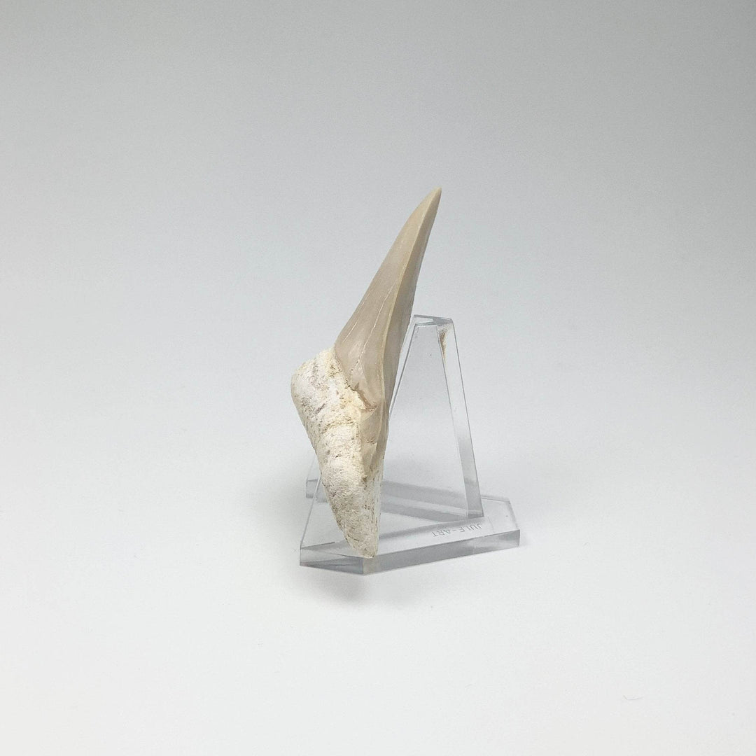 Fossilized Otodus/Lamna Shark Tooth Specimen - Rocks and Gems Canada