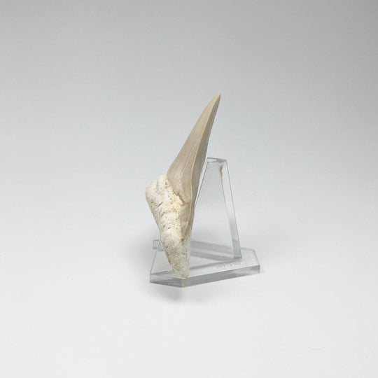 Fossilized Otodus/Lamna Shark Tooth Specimen - Rocks and Gems Canada