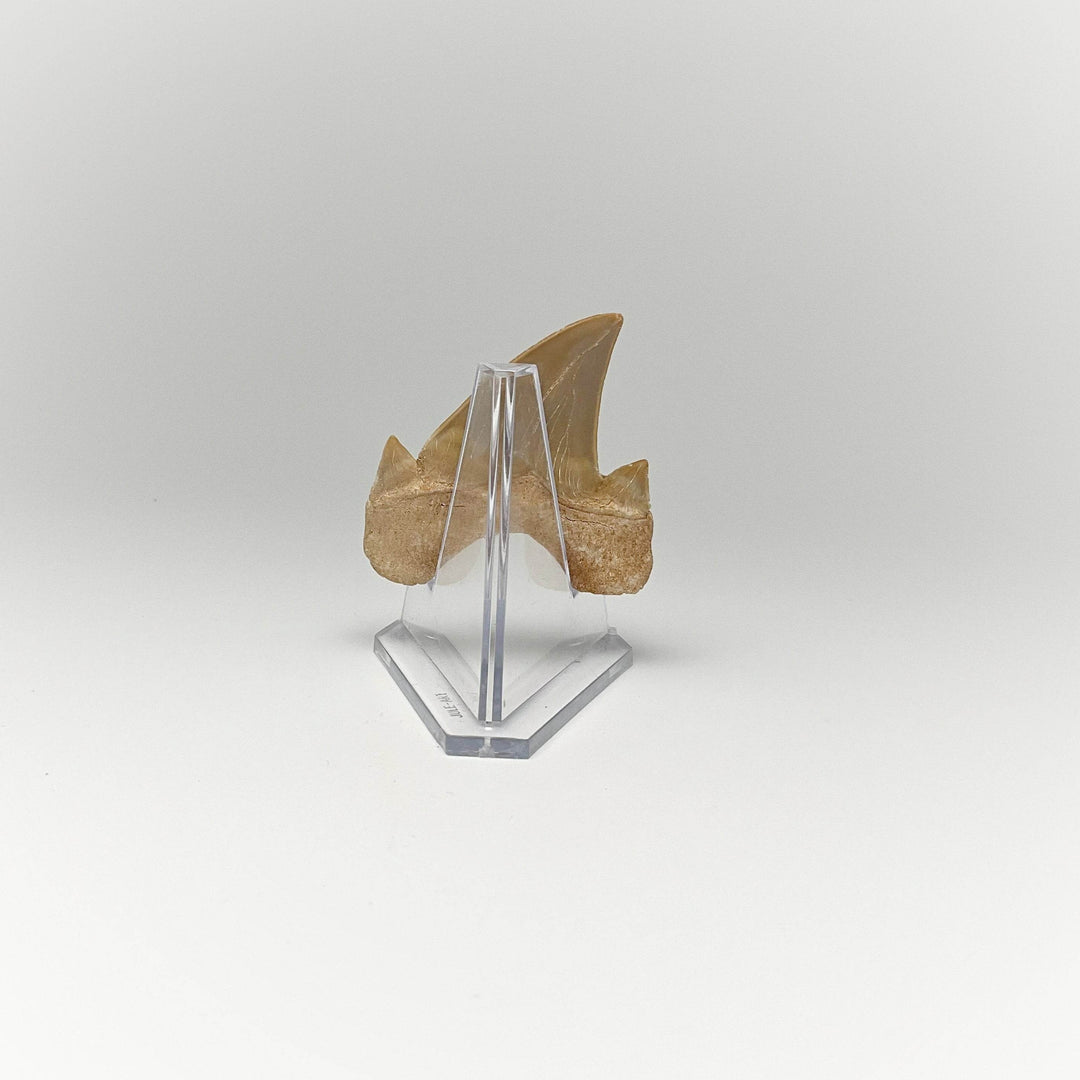 Fossilized Otodus/Lamna Shark Tooth Specimen - Rocks and Gems Canada