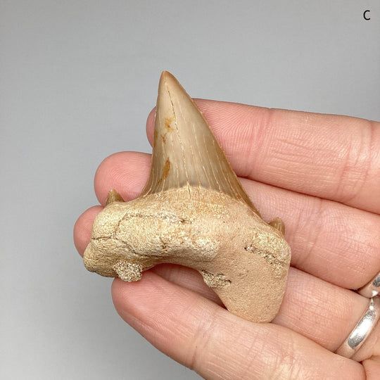 Fossilized Otodus/Lamna Shark Tooth Specimen - Rocks and Gems Canada