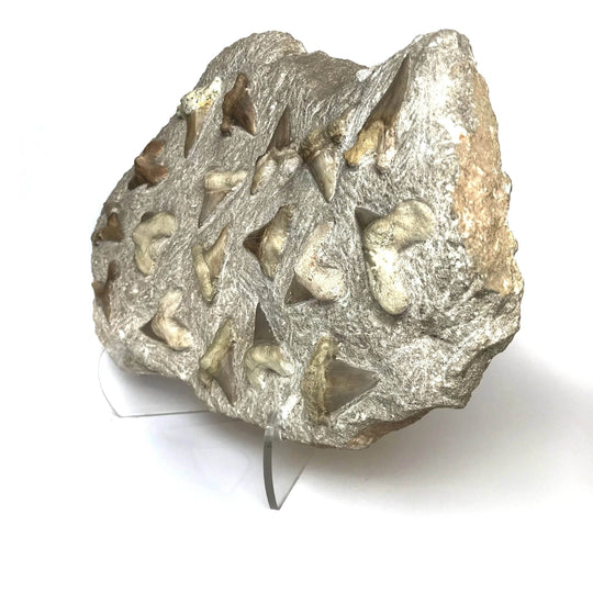 Fossilized Otodus/Lamna Shark Tooth Specimen in Matrix - Rocks and Gems Canada