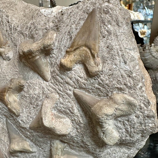 Fossilized Otodus/Lamna Shark Tooth Specimen in Matrix - Rocks and Gems Canada