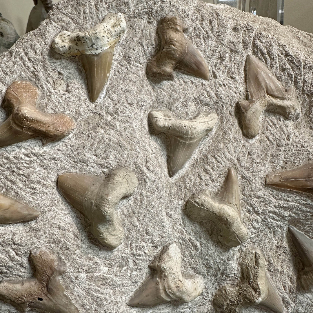 Fossilized Otodus/Lamna Shark Tooth Specimen in Matrix - Rocks and Gems Canada