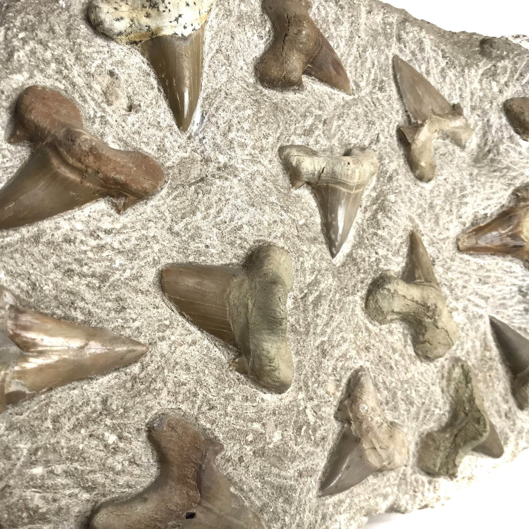 Fossilized Otodus/Lamna Shark Tooth Specimen in Matrix - Rocks and Gems Canada