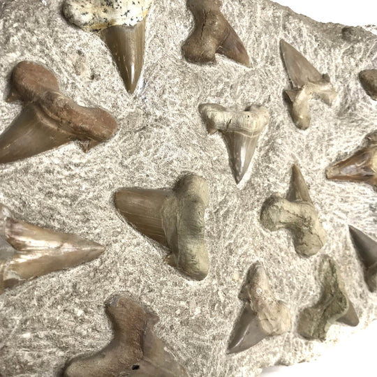 Fossilized Otodus/Lamna Shark Tooth Specimen in Matrix - Rocks and Gems Canada