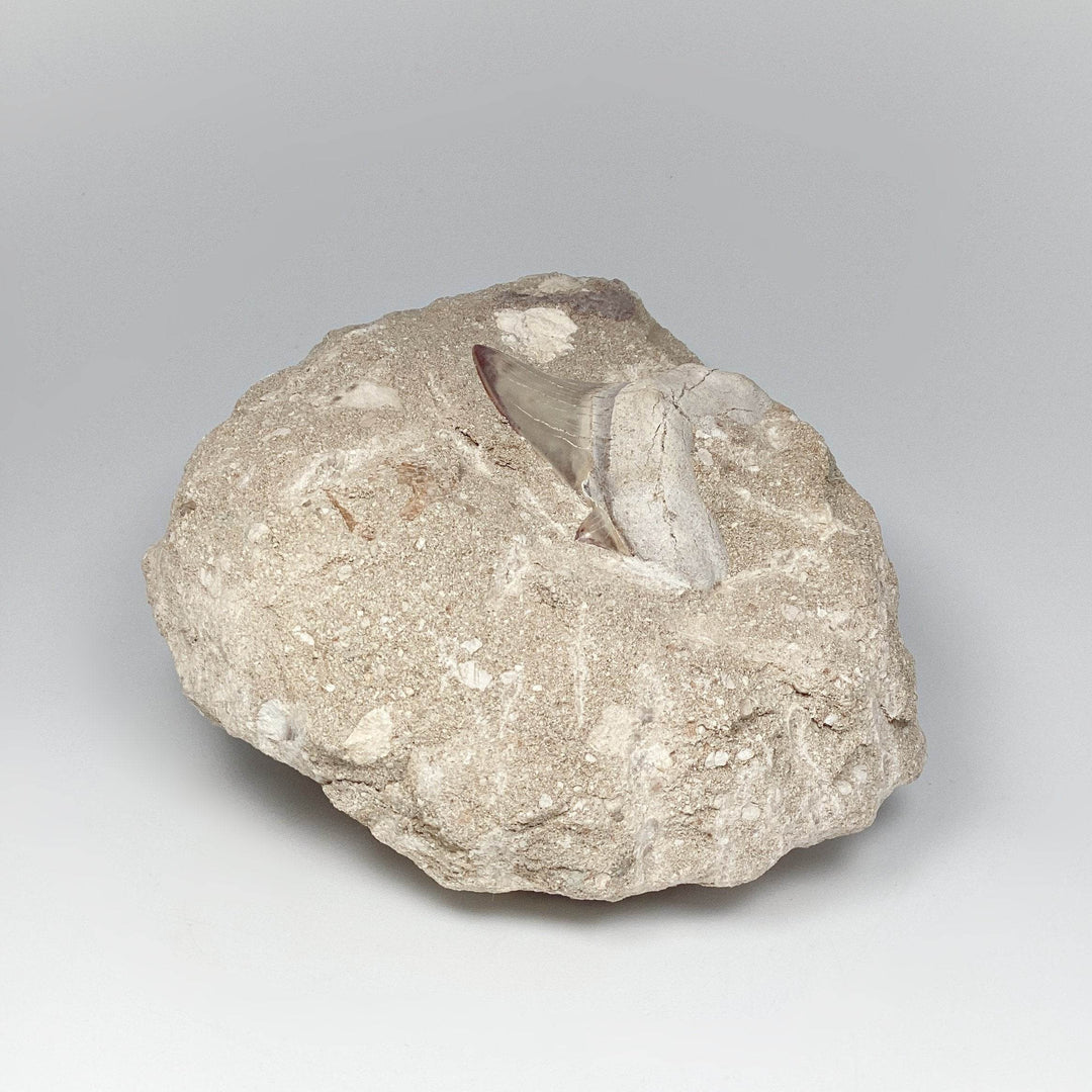 Fossilized Otodus/Lamna Shark Tooth Specimen in Matrix - Rocks and Gems Canada