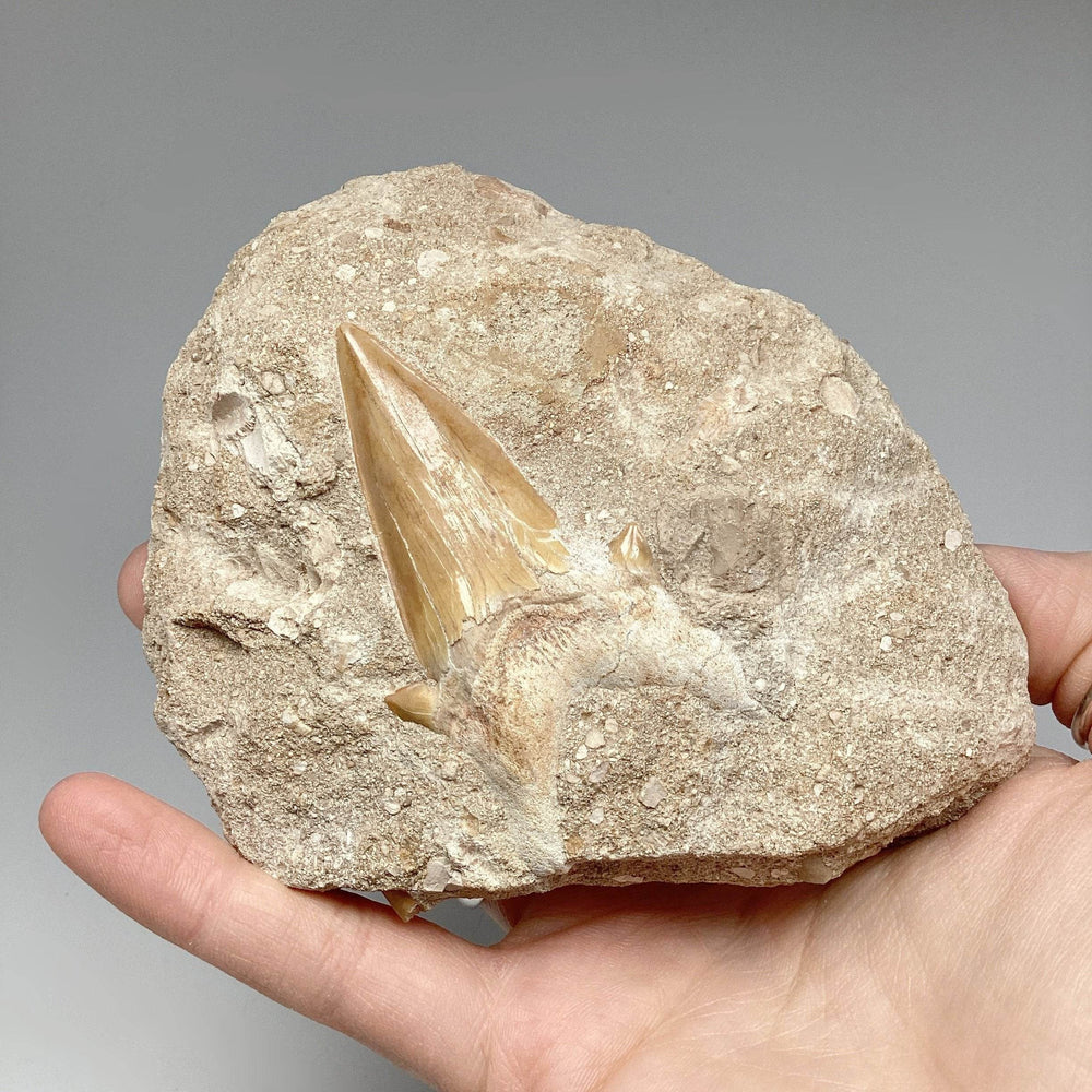 Fossilized Otodus/Lamna Shark Tooth Specimen in Matrix - Rocks and Gems Canada