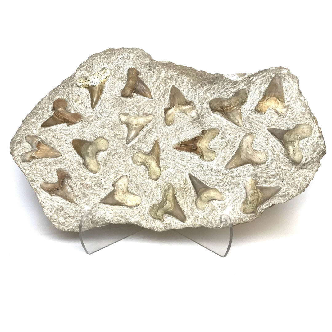 Fossilized Otodus/Lamna Shark Tooth Specimen in Matrix - Rocks and Gems Canada