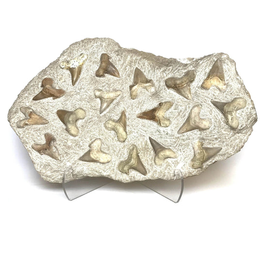 Fossilized Otodus/Lamna Shark Tooth Specimen in Matrix - Rocks and Gems Canada