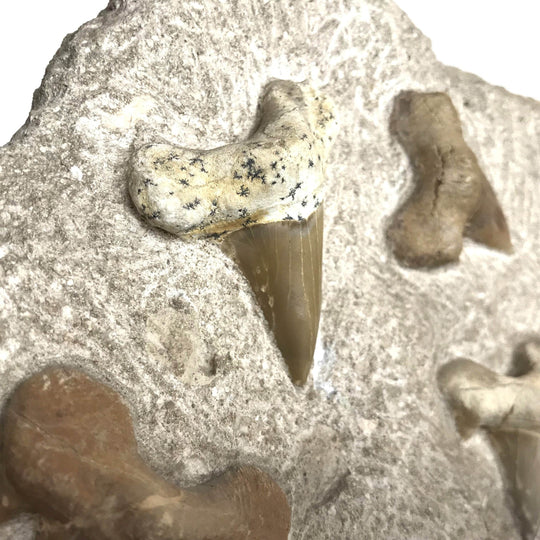Fossilized Otodus/Lamna Shark Tooth Specimen in Matrix - Rocks and Gems Canada