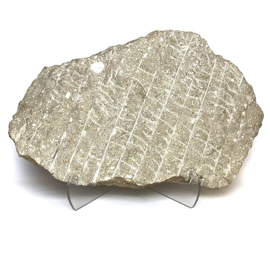 Fossilized Otodus/Lamna Shark Tooth Specimen in Matrix - Rocks and Gems Canada