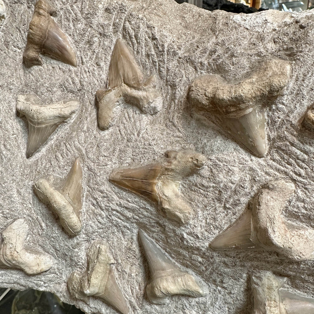 Fossilized Otodus/Lamna Shark Tooth Specimen in Matrix - Rocks and Gems Canada