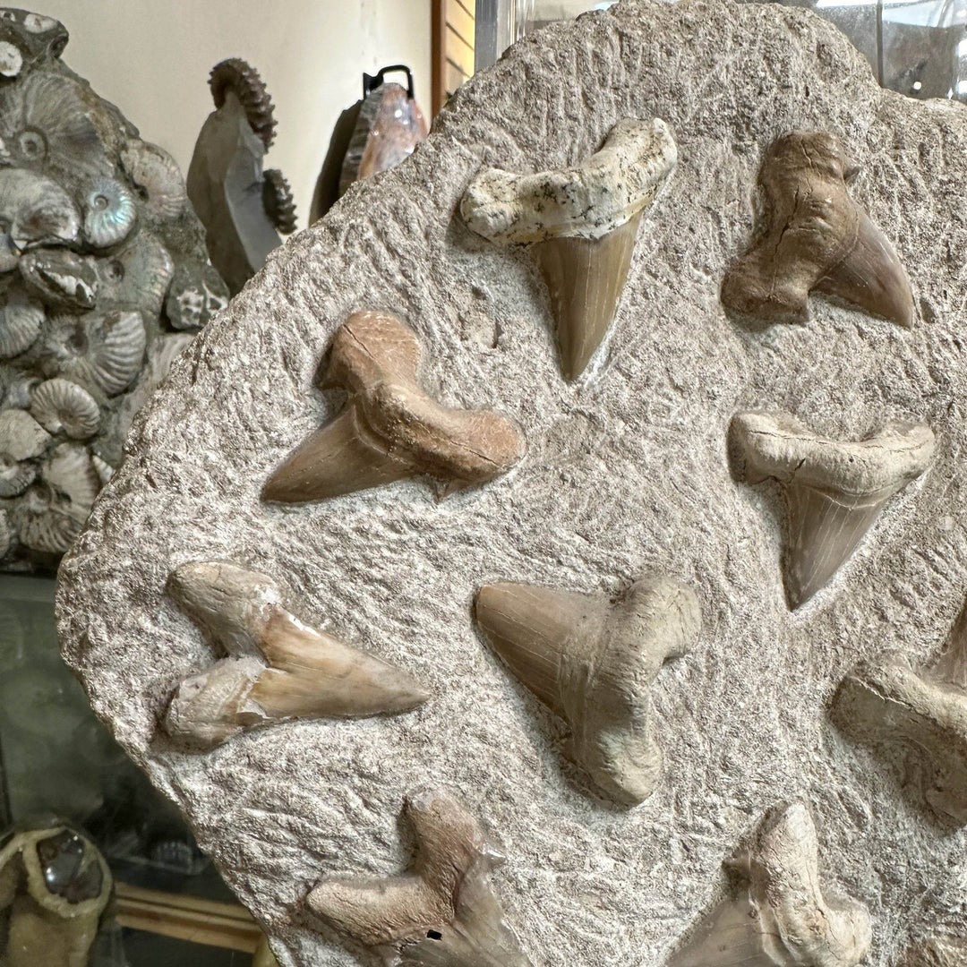 Fossilized Otodus/Lamna Shark Tooth Specimen in Matrix - Rocks and Gems Canada