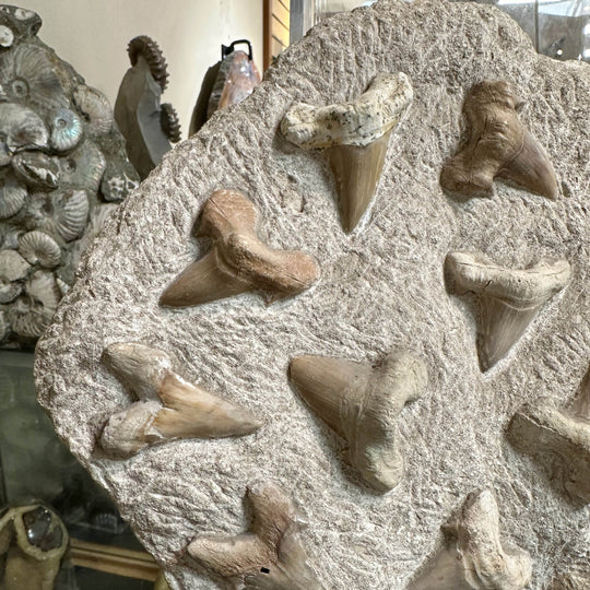 Fossilized Otodus/Lamna Shark Tooth Specimen in Matrix - Rocks and Gems Canada