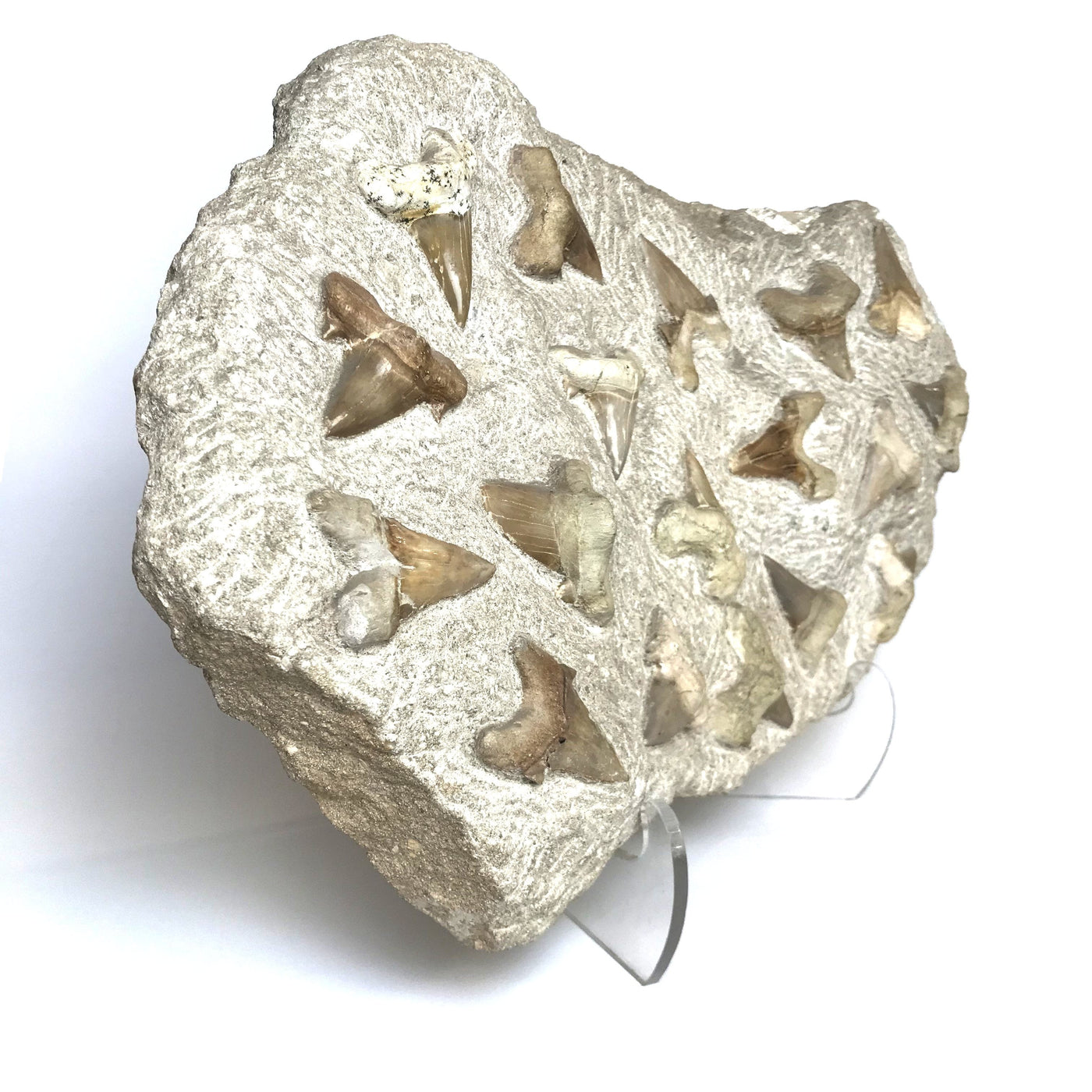 Fossilized Otodus/Lamna Shark Tooth Specimen in Matrix