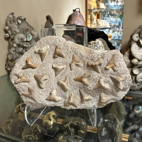 Fossilized Otodus/Lamna Shark Tooth Specimen in Matrix - Rocks and Gems Canada