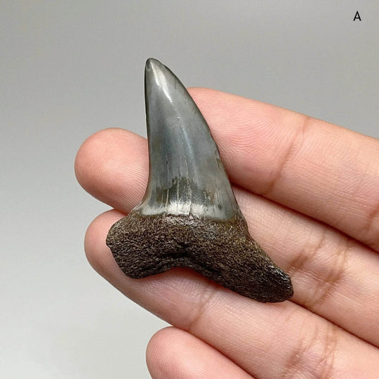 Fossilized Shark Tooth Specimen: Benedini Hooked - Rocks and Gems Canada