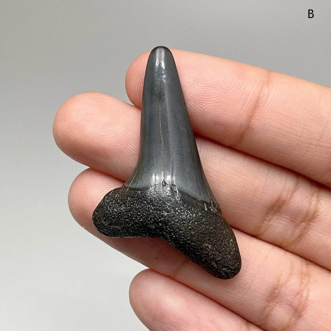 Fossilized Shark Tooth Specimen: Benedini Hooked - Rocks and Gems Canada