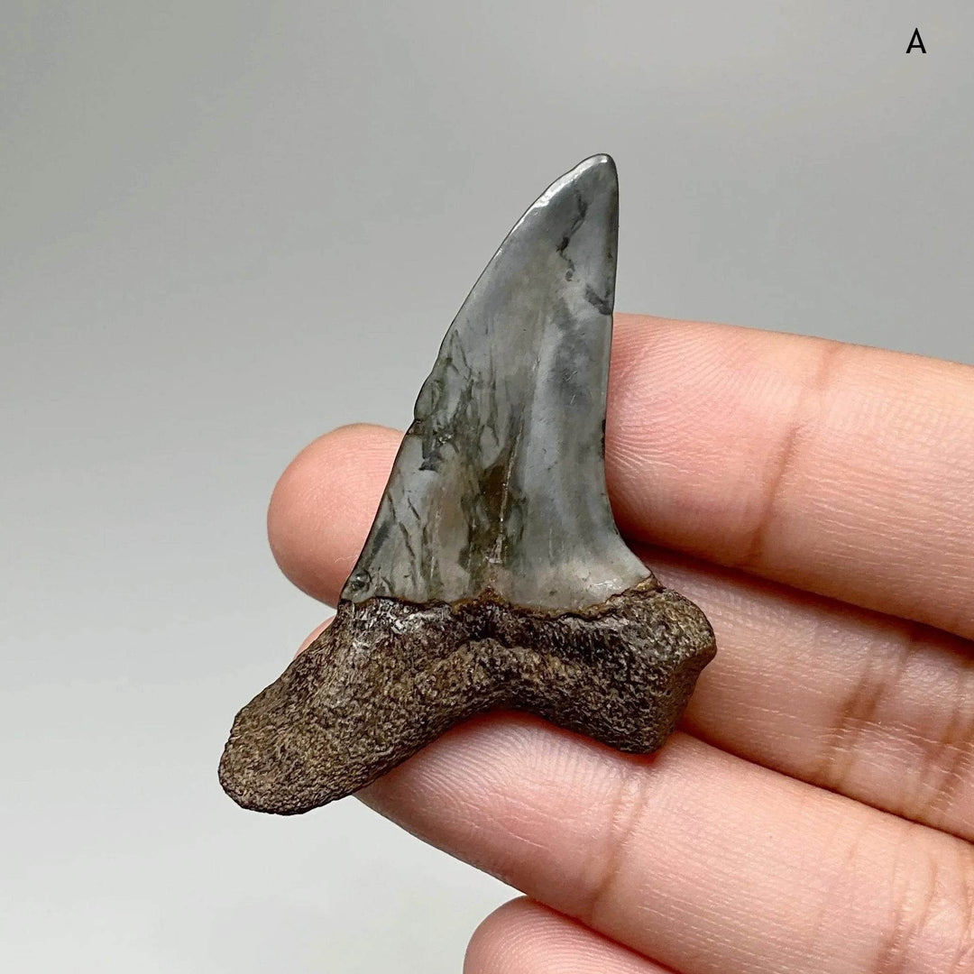 Fossilized Shark Tooth Specimen: Benedini Hooked - Rocks and Gems Canada