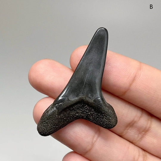 Fossilized Shark Tooth Specimen: Benedini Hooked - Rocks and Gems Canada